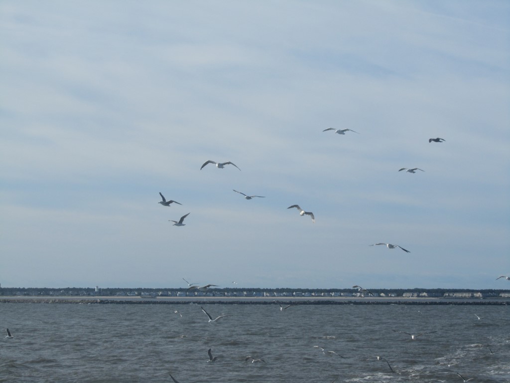 Gulls following the ferry from Cape May to Cape Henlopen