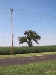 A mature oak tree is an added bonus for K-17's new location along a quiet road with wide, grassy berms teeming with small rodents and insects.