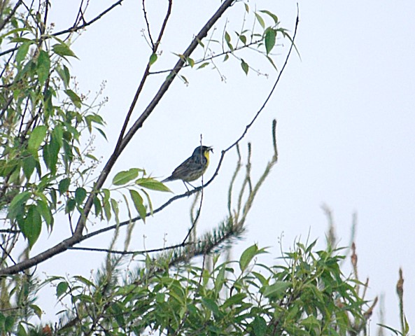 A Kirtland's Warbler checks out intruding Avid Birders before getting back to business