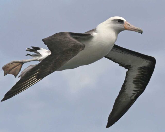 Laysan Albatross