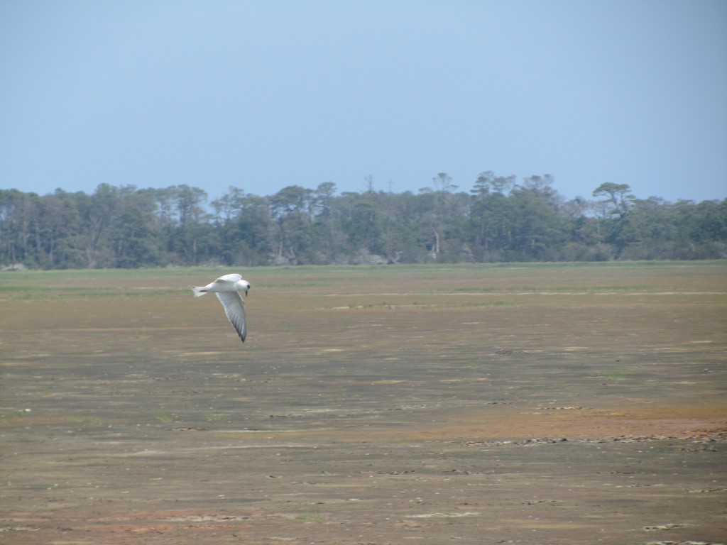 A Least Tern at Chincoteague