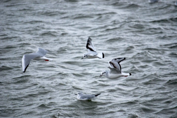 Little Gull