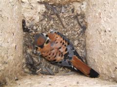 Male Kestrel on nest