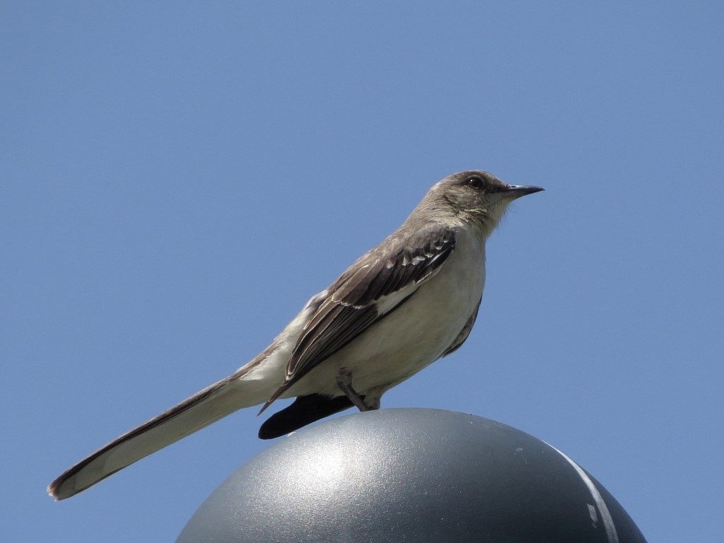 Mockingbird on a light post at Fernald