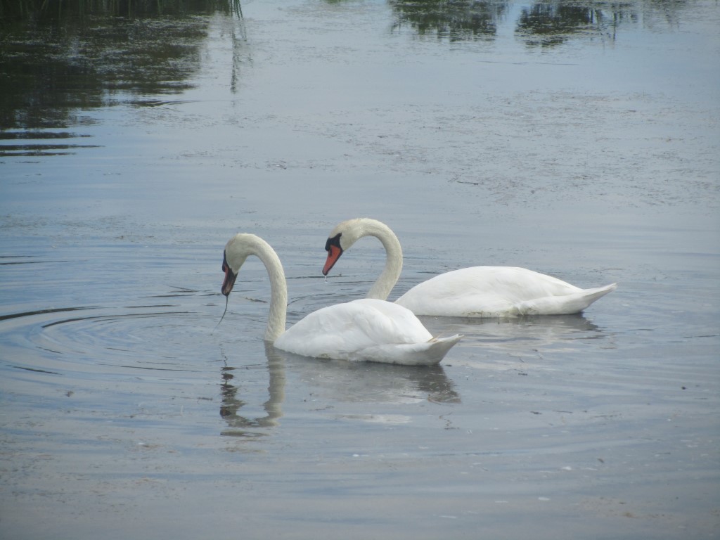 Mute Swans at Cape May