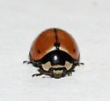 Nine-spotted Lady Beetle