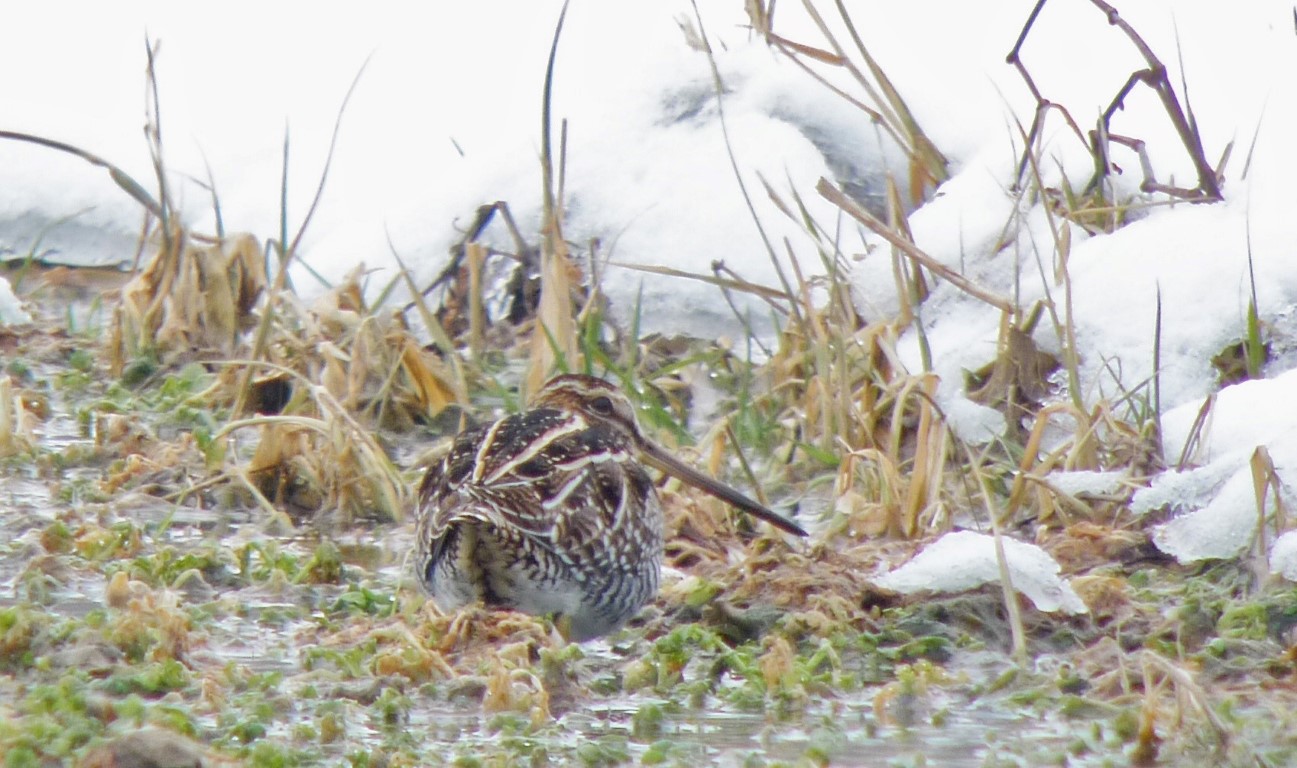 Wilson's Snipe (Photo Ben Warner)