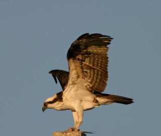 Osprey (Photo Earl Harrison)