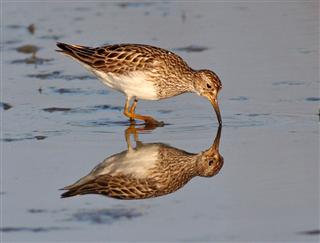 Pectoral Sandpiper (Photo Earl Harrison)