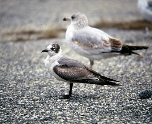 One of the Franklin's gulls, with a ring-biled gull for comparison