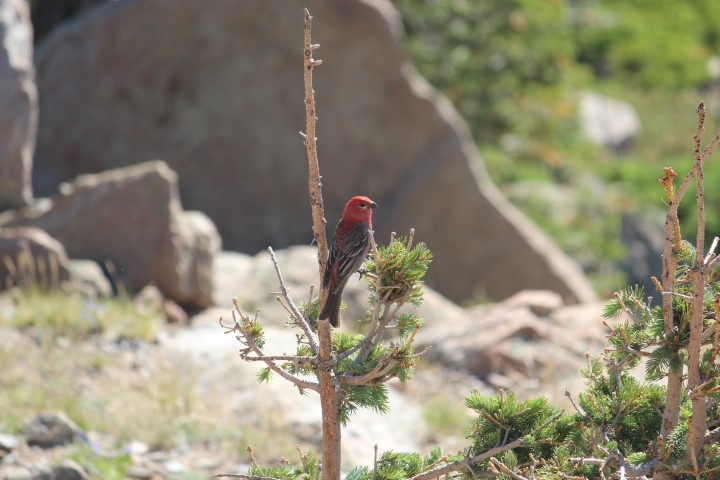 Pine Grosbeak