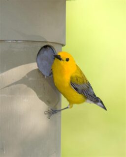 Prothonotary Warbler (Photo Mike Maier)