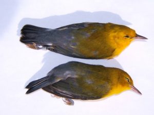 Salvaged and frozen Prothonotary Warblers are shown. A leg band is visible on the bird with the most yellow head feathers. Student curators at the Ohio Wesleyan Zoology Museum will preserve and prepare the unlucky birds for posterity.