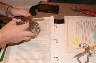 Taking and recording measurements for a Saw-whet Owl