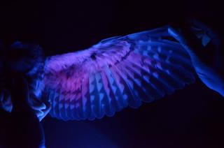 Examing the wing of a Saw-whet Owl using black light.