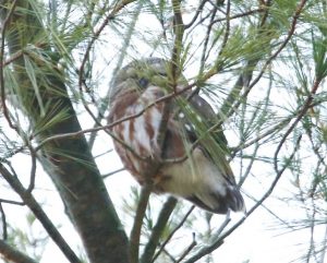 Saw-whet Owl hiding in the branches