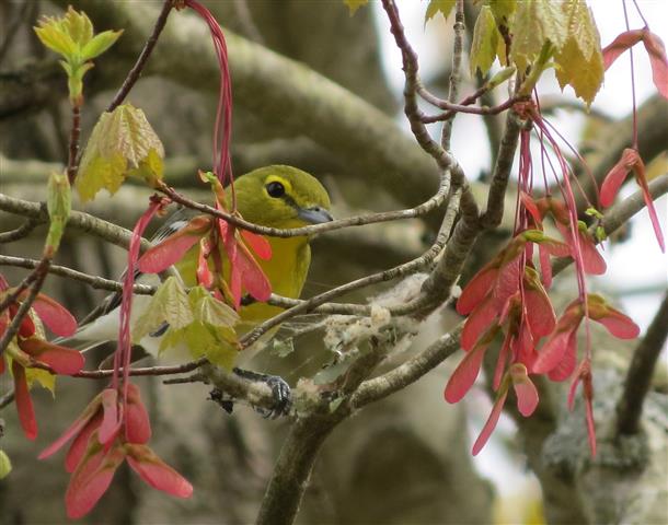 Yellow-throated Vireo starting a nest