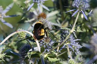 Yellowbanded Bumblebee