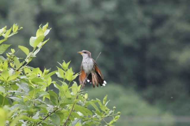 Yellow-billed Cuckoo at Hoover NP (Photo Shaune Skinner)