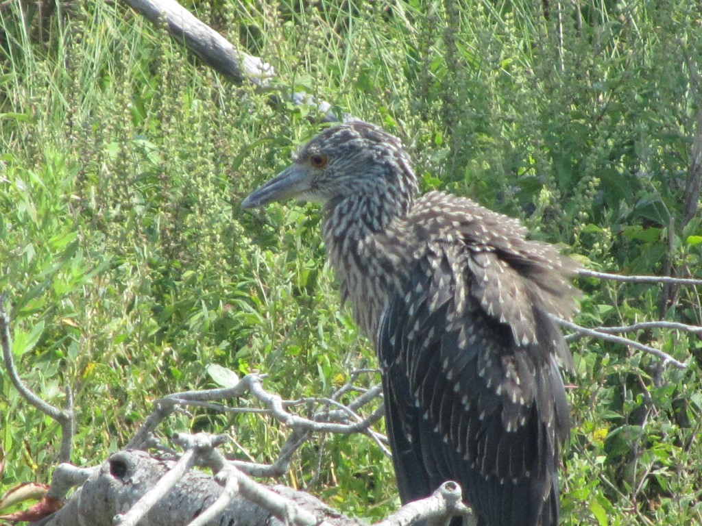 Immature Yellow-crowned Night Heron