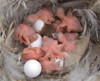 Nine of 14 eggs hatched and six grew to fledge. Photo taken 11 June 2010, PRG-15.