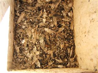 Cicada wings line a Kestrel nest box