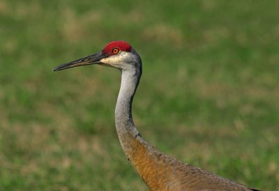 Immature Sandhill Crane (Photo Earl Harrison)