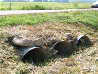 Did mosquitos from this dark, wet habitat carry WNV to kestrel nestlings in K-13?