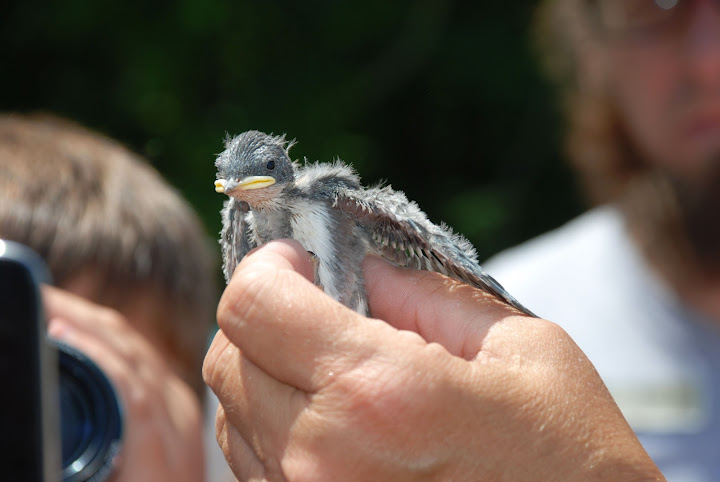 Examining a Tree Swallow nestling