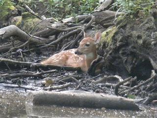 A fawn resting on the bank does not seem to mind the presence of our kayaks