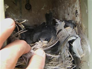 Another case of egg dumping led to ten eggs. All hatched, but only seven fledged after three weeks of nestling life. Photo taken 11 July 2010, Leonardsburg Rd. Grid-3.