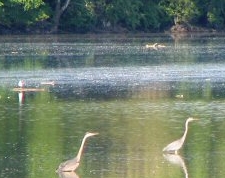 Herons and Egrets at the Whittier Peninsula