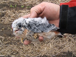 Three Week Old Kestrel Chick in Hand