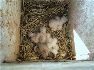 K-14 held four kestrel nestlings and a new hatchling on July 14, 2010.