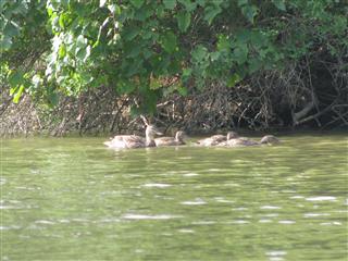 A family of mallards swims by. By now, the ducklings are nearly full grown.