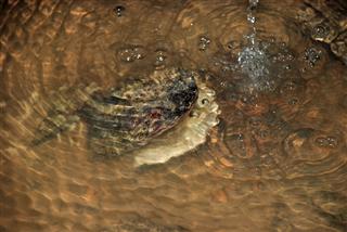 Viewing the subjects at the Mussel Research Lab