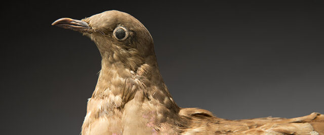 Passenger Pigeon