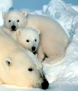 Polar Bear Family