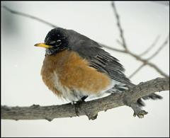 Snowy Robin in the Yard (Photo: Marc Apfelstadt)