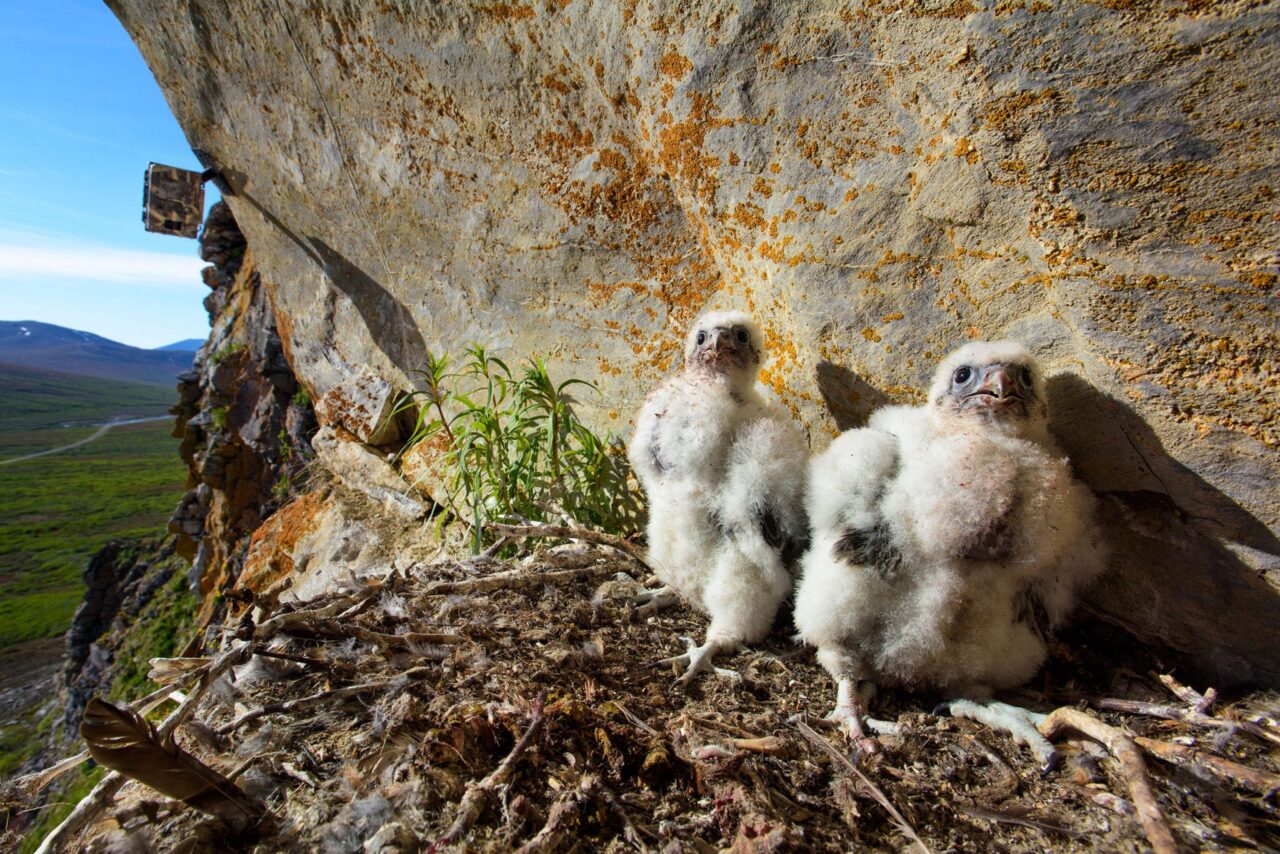 Gyrfalcon chicks in nest