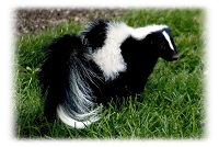 Skunks and Pets
