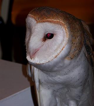 Conference "Special Guest": a Barn Owl