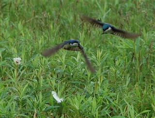 Tree Swallows converge on a tossed feather at the Stratford Ecological Center. (Photo: Jane Walsh)