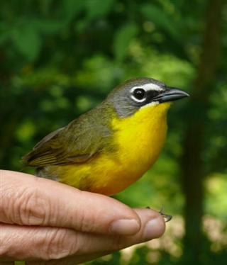 Conneticutt Warbler