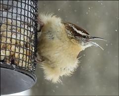 Cold Carolina Wren (Photo: Marc Apfelstadt)