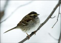 Native Trees Help Winterize the Yard (Photo: Marc Apfelstadt)